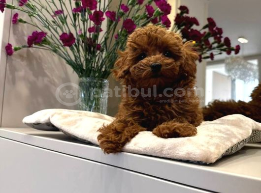 KIPKIRMIZI RED TOY POODLE SEVİMLİ YAVRULAR