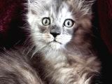 Tüm Dünyaya Referanslı Güncel Şsampiyon