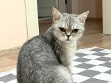 British gri renk sevimli kedi