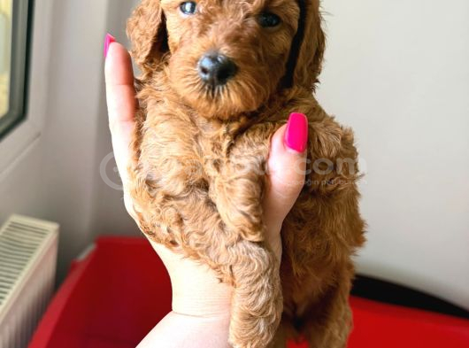 Minicikler Toy Poodle İzmir Balçova görsel