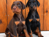 Avrupa Efsane Kalitede Doberman Yavruları