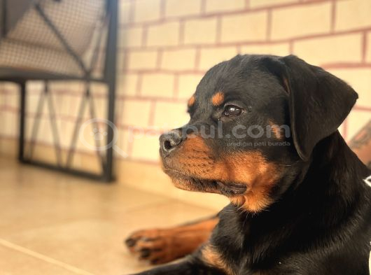 A şecereli erkek rott Yavrularım