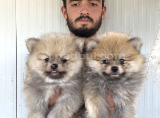 Orji̇nal Pomeranian Boo Yavrularimiz görsel
