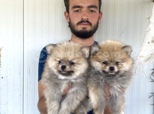 Orji̇nal Pomeranian Boo Yavrularimiz görsel