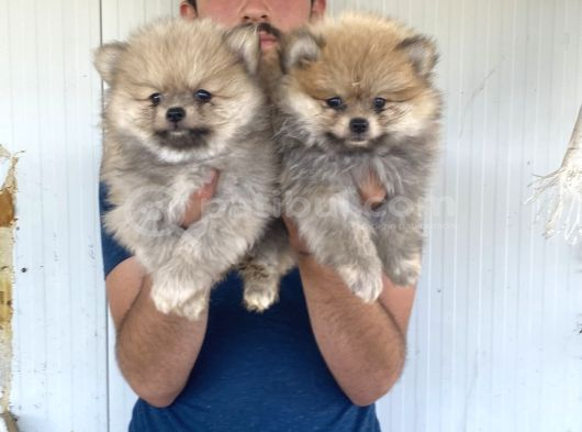 Orji̇nal Pomeranian Boo Yavrularimiz görsel