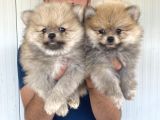 ORJİNAL POMERANIAN BOO YAVRULARIMIZ