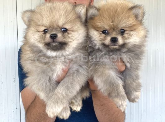 ORJİNAL POMERANIAN BOO YAVRULARIMIZ