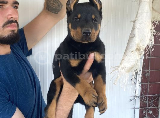 Üst Kali̇te Doberman Yavrularimiz görsel