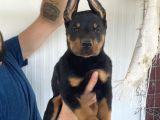 ÜST KALİTE DOBERMAN YAVRULARIMIZ