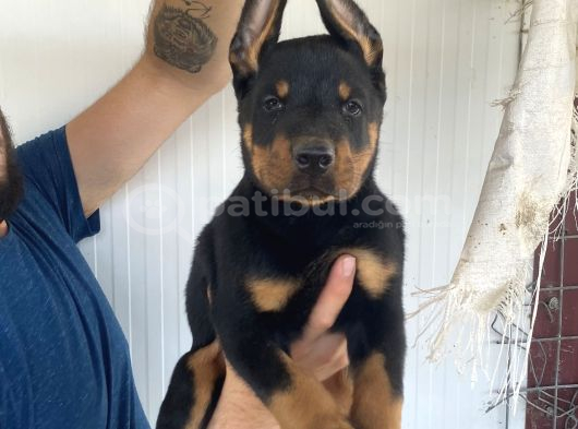 ÜST KALİTE DOBERMAN YAVRULARIMIZ