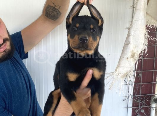 Üst Kali̇te Doberman Yavrularimiz görsel