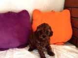 Toypoodle Kore orjinal ev ortamında