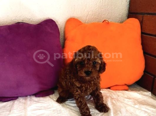 Toypoodle Kore orjinal ev ortamında