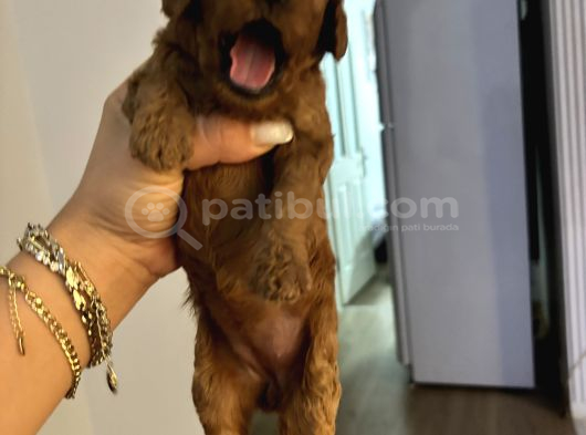 Minicikler Toy Poodle İzmir Balçova görsel