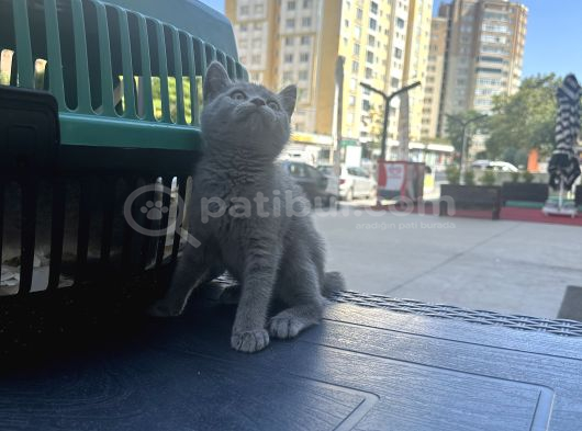 Aşırı oyuncu çok güzel british shorthair yavrumuz