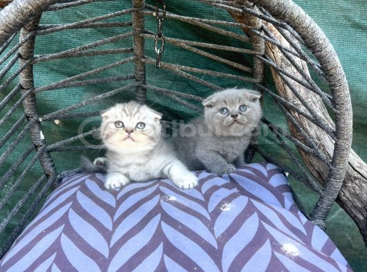 Scottish Fold Yavruları görsel