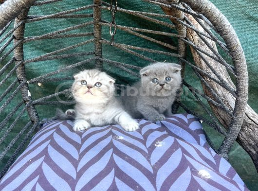 Scottish Fold Yavruları görsel