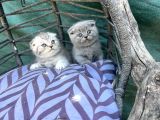 Scottish Fold Yavruları