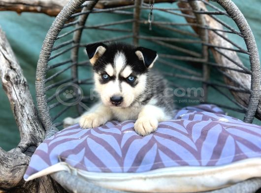 Maskeli Husky Yavrumuz görsel