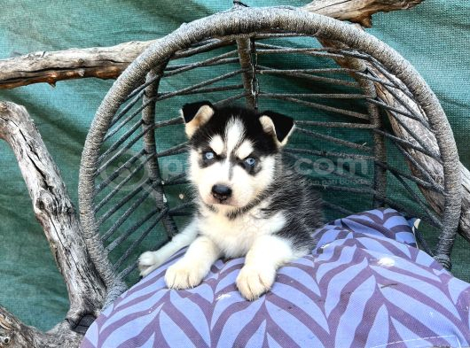 Maskeli Husky yavrumuz