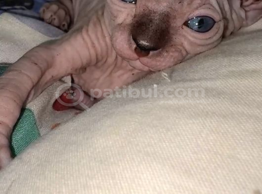 Minnak Tüysüz Kedi Sfenks Tekirdağ görsel