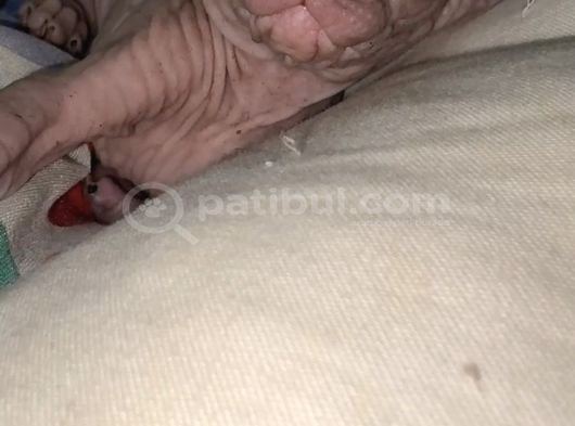 Minnak Tüysüz Kedi Sfenks Tekirdağ görsel