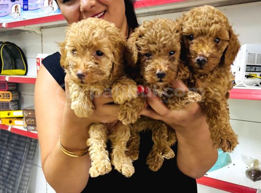 Sağlık Ve Irk Garantili Toy Poodle Yavrularım görsel