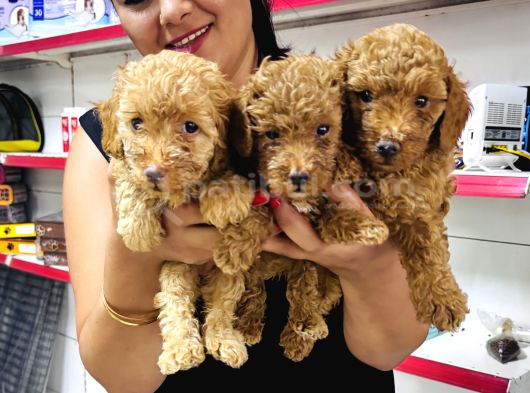Sağlık Ve Irk Garantili Toy Poodle Yavrularım görsel