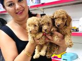 Sağlık ve ırk garantili toy poodle yavrularım
