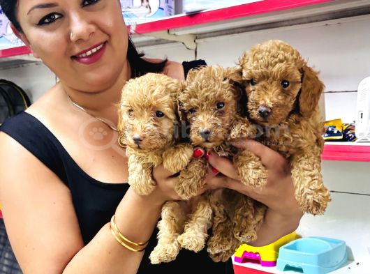 Sağlık ve ırk garantili toy poodle yavrularım