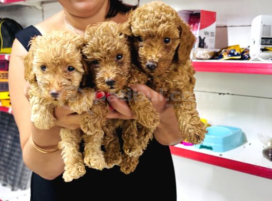 Sağlık Ve Irk Garantili Toy Poodle Yavrularım görsel