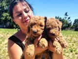 Ufacık Toy Poodle Yavrularım