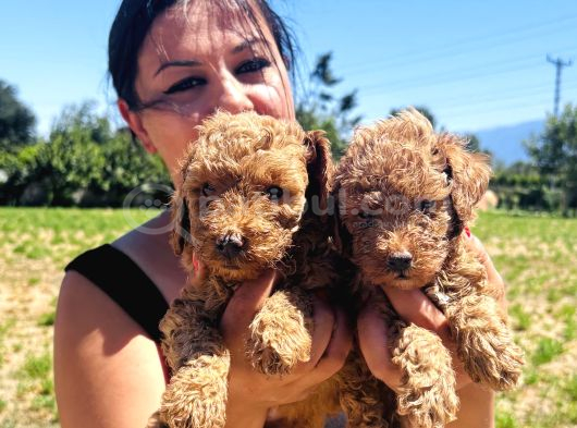 Ufacık toy Poodle yavrularım