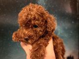 Toy Poodle İstanbul
