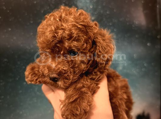 Toy Poodle İstanbul görsel