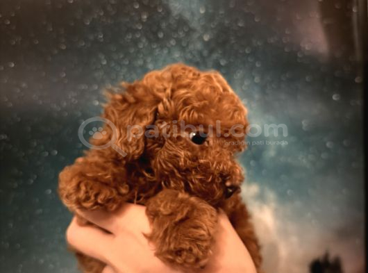 Toy Poodle İstanbul görsel