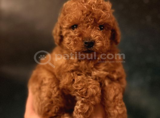 Toy Poodle İstanbul görsel