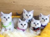 A kalite silver british shorthair bebeklerim