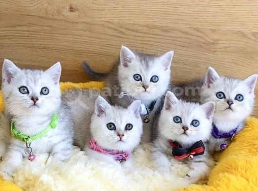 A kalite silver british shorthair bebeklerim