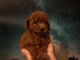 Toy poodle İstanbul