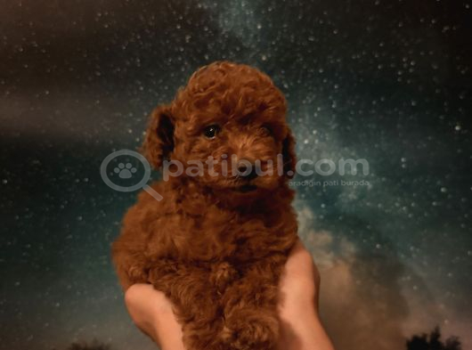Toy poodle İstanbul