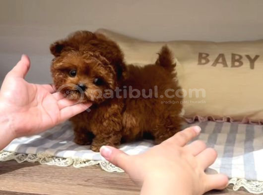 Toy Poodle En Kucuk Boy Yavrularımız görsel