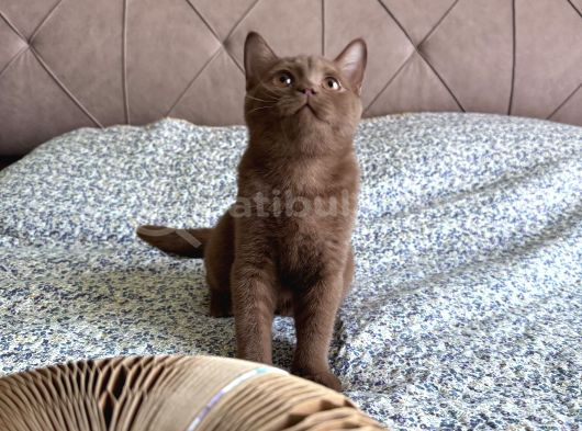 Cinnamon Dişi 4 Aylık görsel