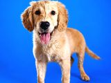 safkan Golden retriever