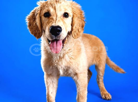 safkan Golden retriever