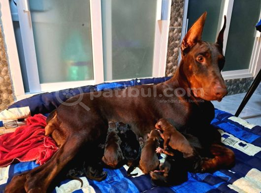 Avrupa Efsane Kalitede Doberman Yavruları görsel