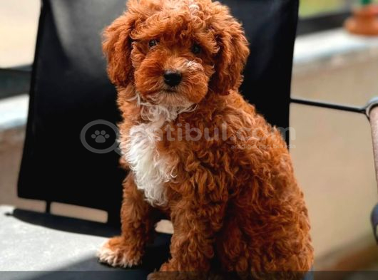 KAHVE TONLU MALTİPOO CİNSİ YAVRULAR