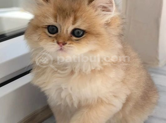 Olağanüstü güzellikte british longhair yavrumuz