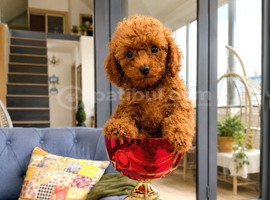 Toy Poodle Yavru Erkek Dişi Yavrular Üçretsiz Teslimat
