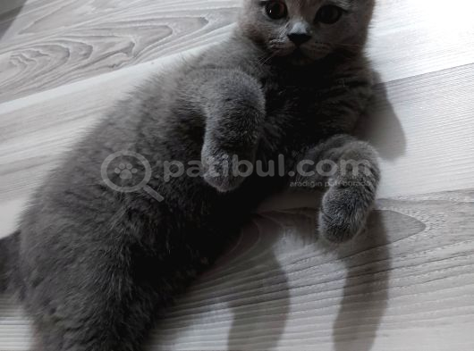 Mücoya yuva Bursa